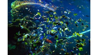 Thủy cung S.E.A Aquarium